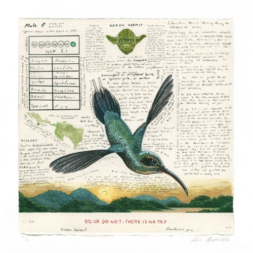 Green Hermit
