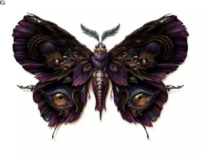Lepidoptera 2