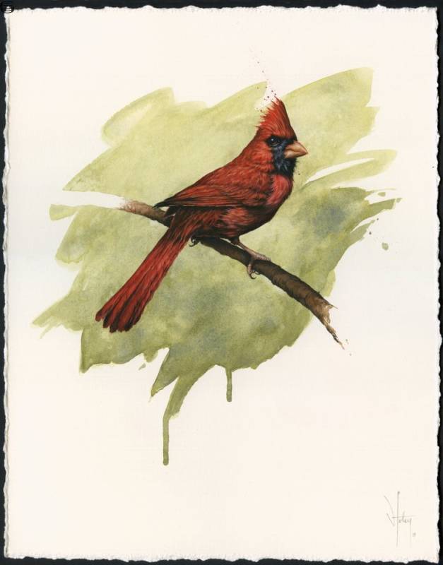 Northern Cardinal