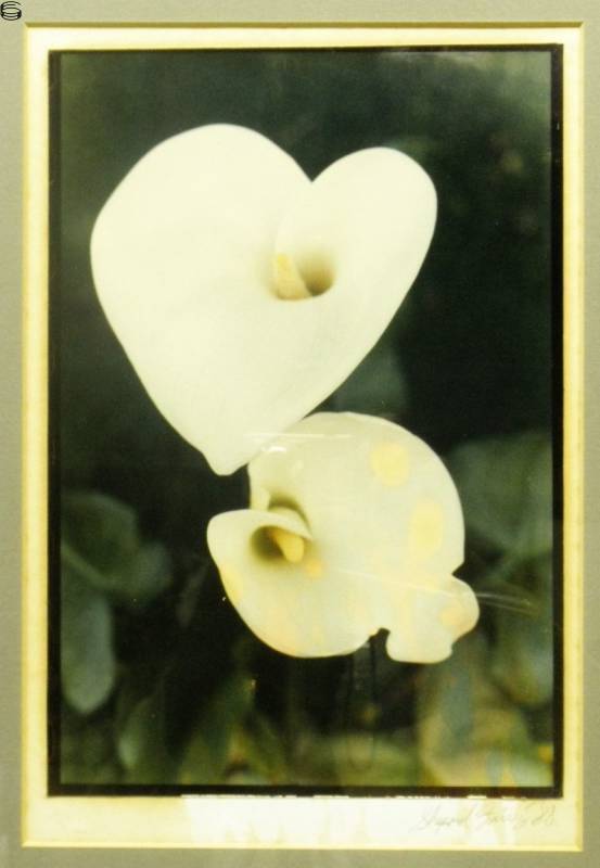 Untitled (Calla Lily) 88