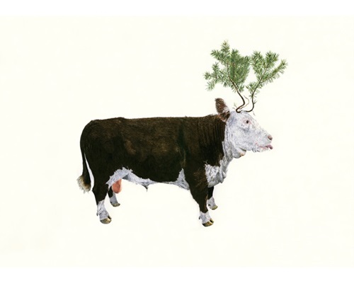 Bull & Spruce