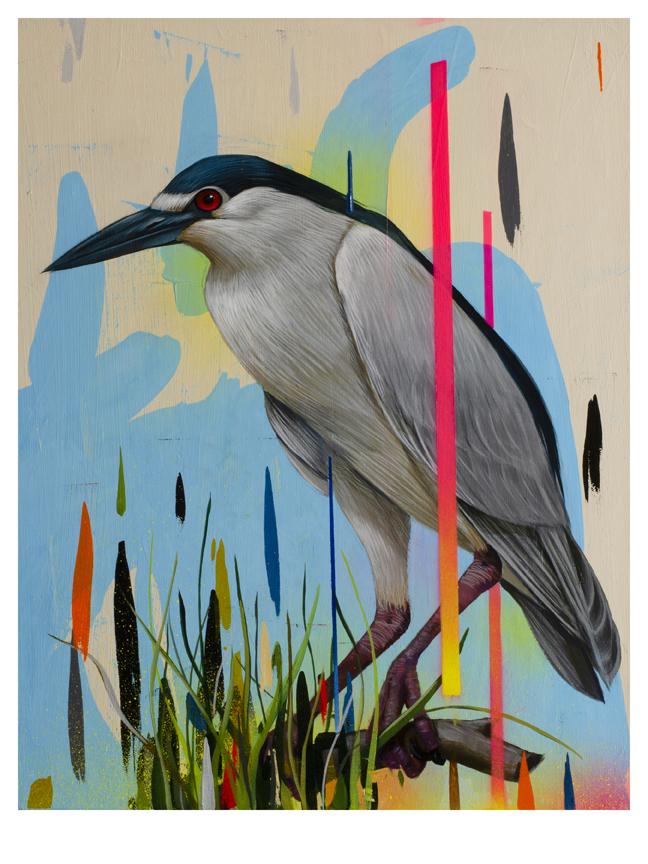 Black Crowned Night Heron