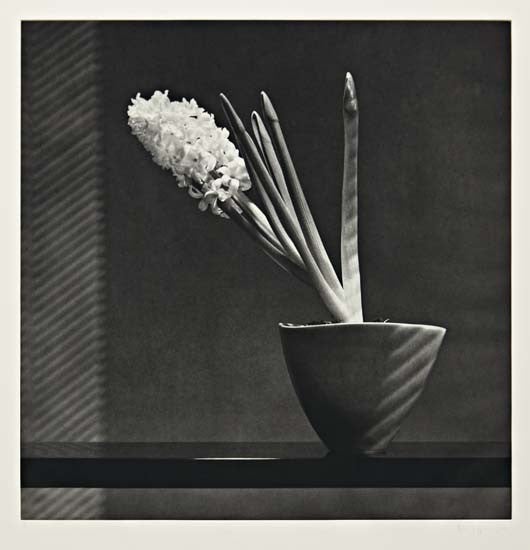 Hyacinth