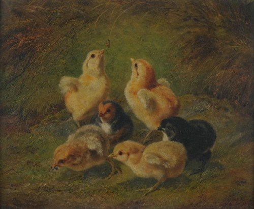 Baby Chicks