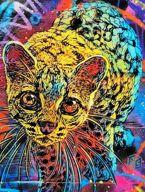 Margay