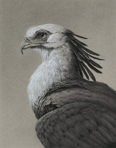 The Secretary Bird