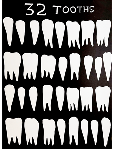 32 Tooths