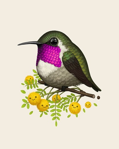 Lucifer Hummingbird