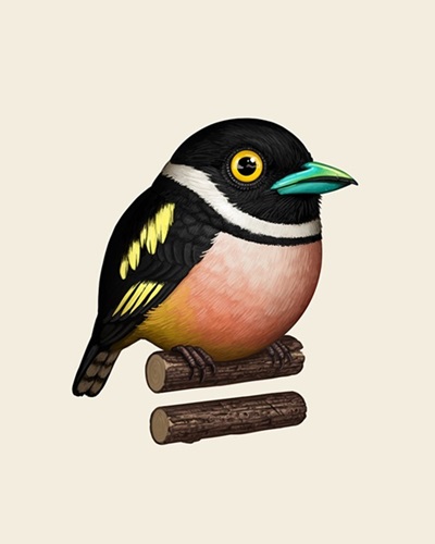 Black And Yellow Broadbill